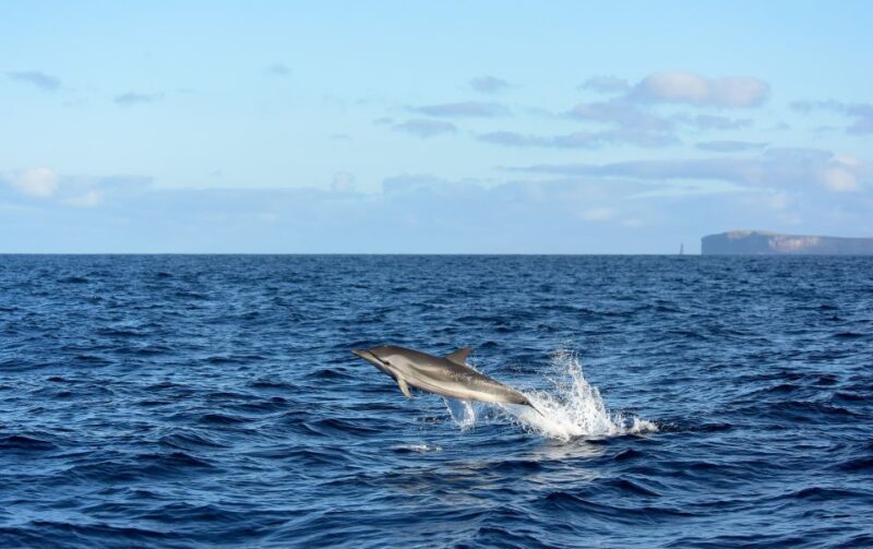 From Machico: Madeira Whale and Dolphin Watching Boat Tour - The Stops and the Journey