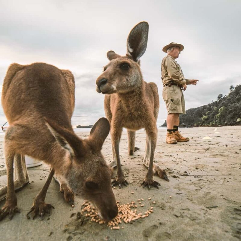 From Mackay: Wallabies on the Beach Sunrise Trip - Transportation and Group Size