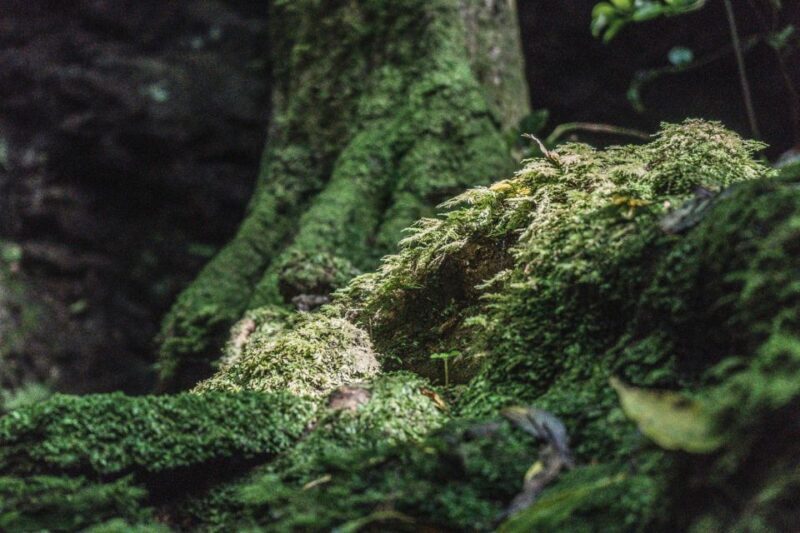 From Madalena: Pico Volcanoes and Lakes Guided Day Tour - Who Should Book This Tour?