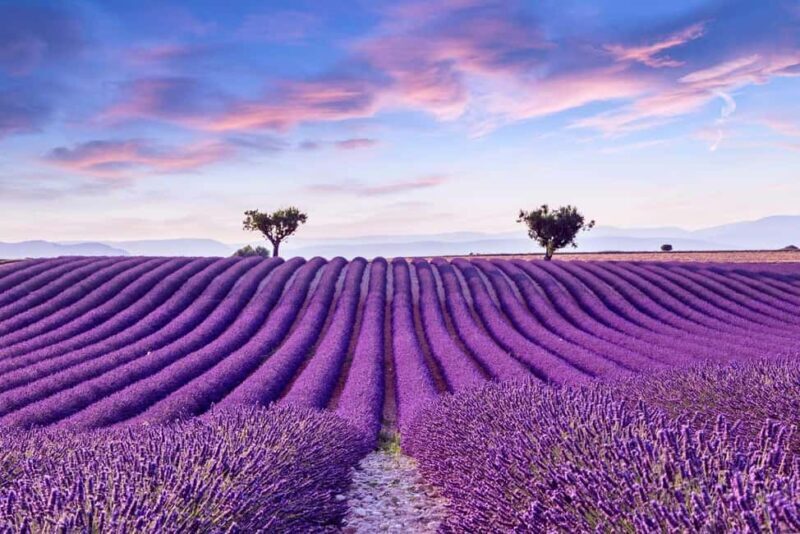 From Madrid: Day Trip to Brihuega Lavender Fields - Exploring the Itinerary in Depth