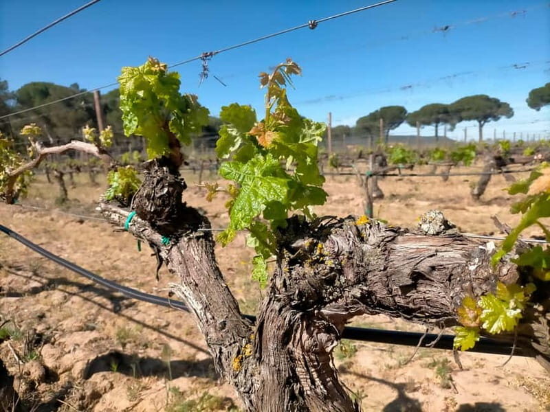 From Madrid: Ribera del Duero Wine Tour with Local Lunch - Who Should Consider This Tour?