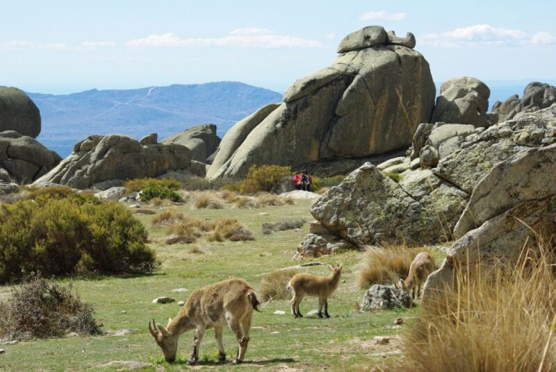 From Madrid: Sierra de Guadarrama Hiking Day Trip - The Detailed Breakdown: What to Expect