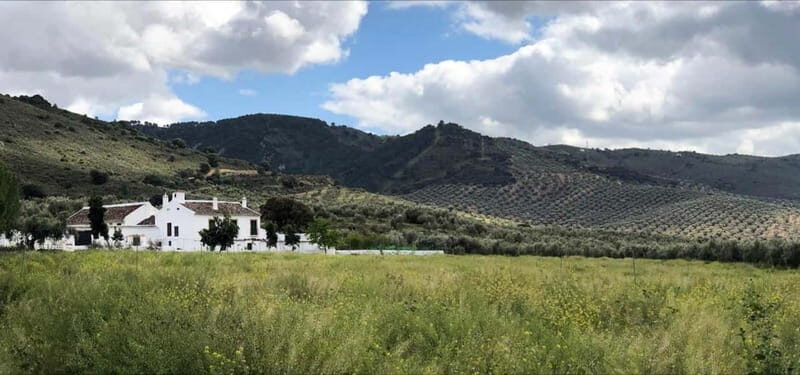 From Malaga: Antequera Heritage and Oil Mill land - Who Should Consider This Tour?