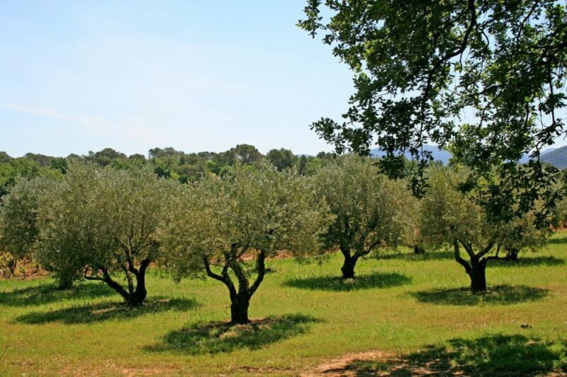 From Málaga: El Saltillo Gorge and White Village Hiking Tour - Who Will Love This Tour?