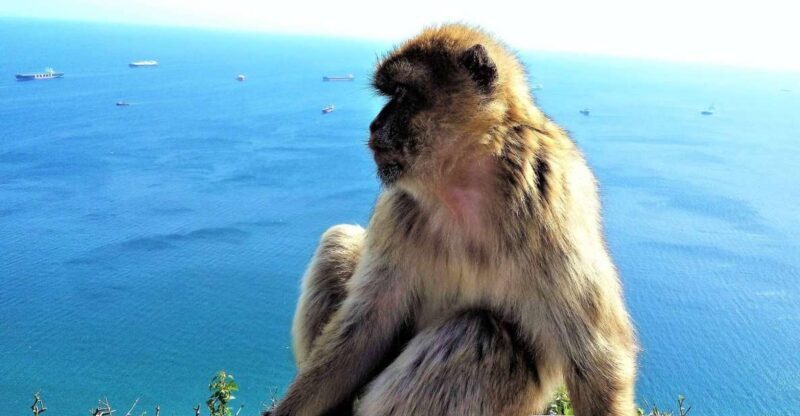 From Málaga or Marbella: Private Gibraltar Tour - What to Expect from the Gibraltar Private Tour