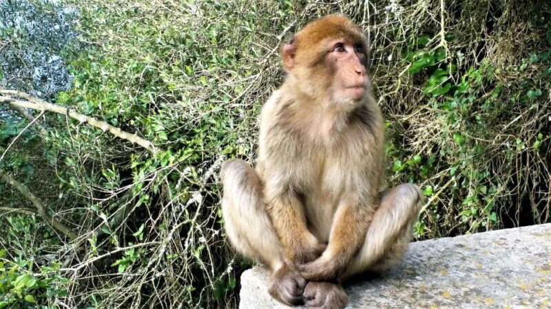 From Málaga or Marbella: Private Gibraltar Tour - FAQ