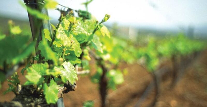 From Marbella: Axarquia Wine Tour with Wine Pairing Lunch - Key Points