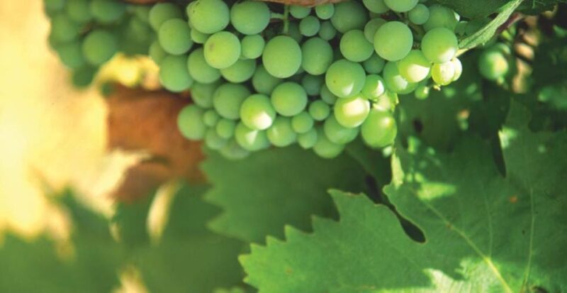 From Marbella: Axarquia Wine Tour with Wine Pairing Lunch - Why This Tour Offers Real Value