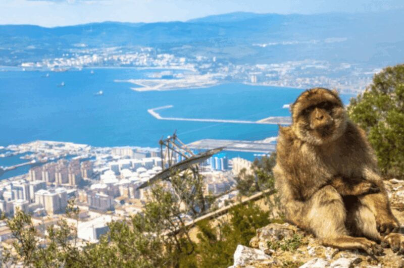 From Marbella: Gibraltar Private Day Trip with Local Guide - Comprehensive Review of the Gibraltar Private Day Trip