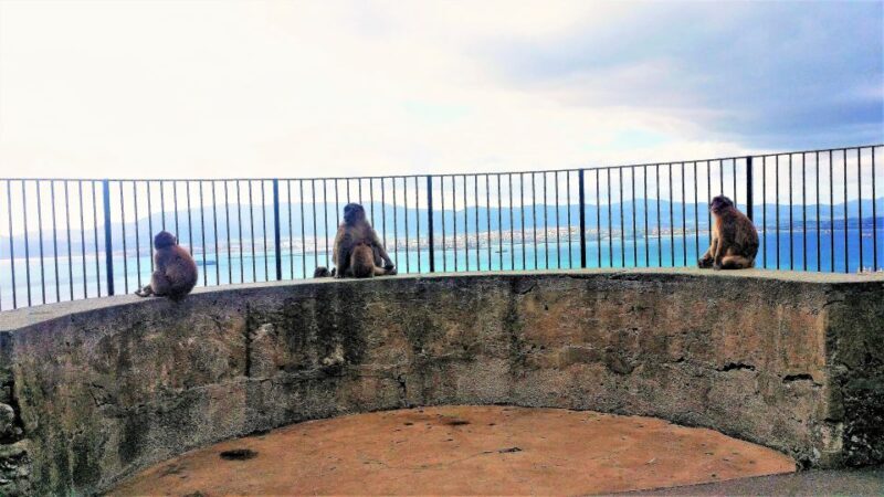 From Marbella: Guided Private Trip to Gibraltar and Estepona - Starting Point and Transportation