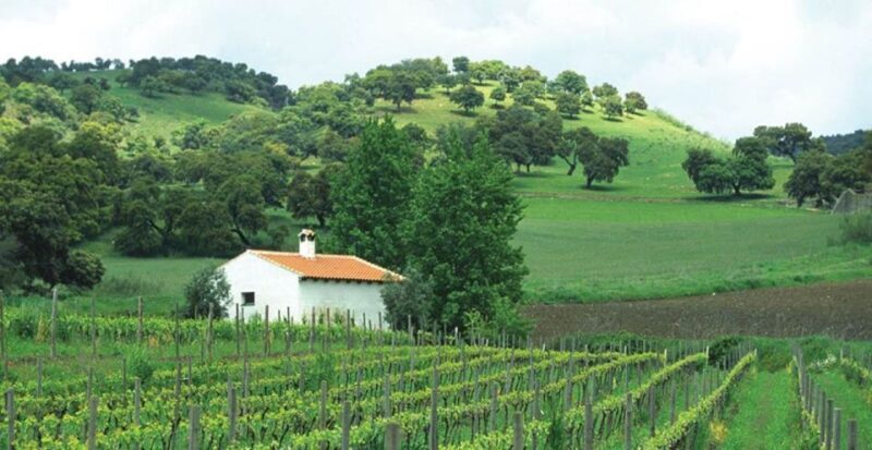 From Marbella: Ronda Tour Wineries Tour with Lunch - Discovering Ronda: A Cliffside Wonder