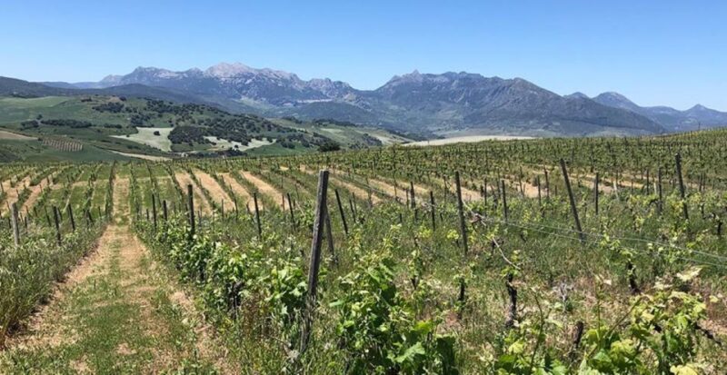 From Marbella: Ronda Tour Wineries Tour with Lunch - Visit a Rustic, Eco-Friendly Winery