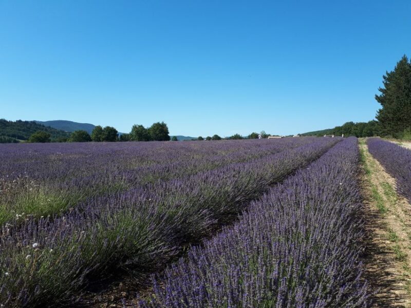 From Marseille: Valensole Lavenders Tour from Cruise Port - A Scenic Journey into Provence’s Lavender Heartland
