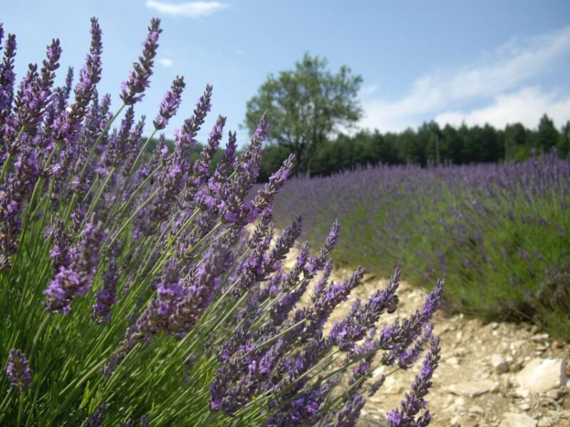From Marseille: Valensole Lavenders Tour from Cruise Port - Visiting Lavender Producers and Discovering Hidden Gems
