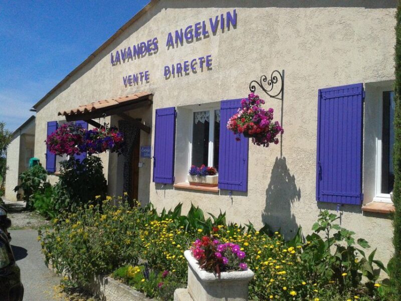 From Marseille: Valensole Lavenders Tour from Cruise Port - Who This Tour Is Perfect For