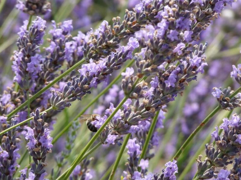 From Marseille: Valensole Lavenders Tour from Cruise Port - Deep Dive into the Experience
