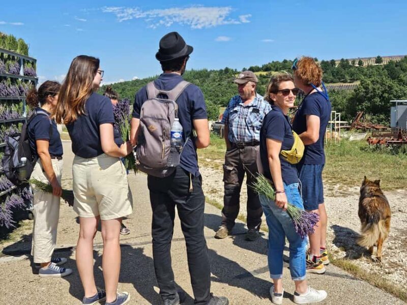 From Marseille: Valensole Lavenders Tour from Cruise Port - The Sum Up