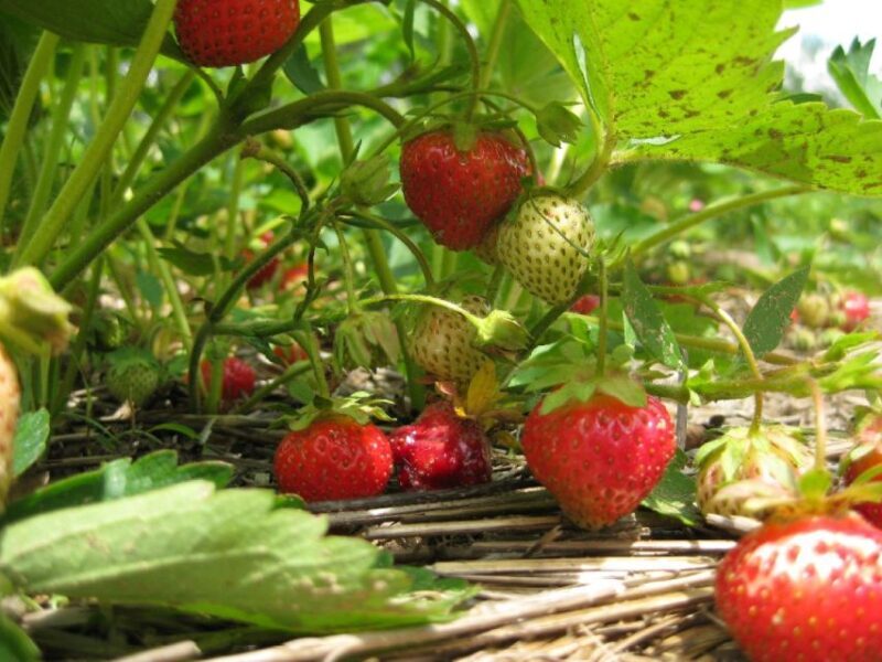 From Mattituck: North Fork Area Bike Tour with Food Tasting - The Sum Up