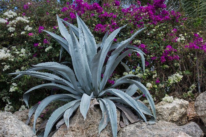 From Mazatlan - La Noria Artisan Tour The Blue Agave - Who Would Enjoy This Tour?