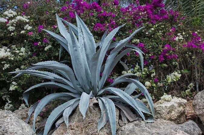 From Mazatlan - La Noria Artisan Tour The Blue Agave - FAQs