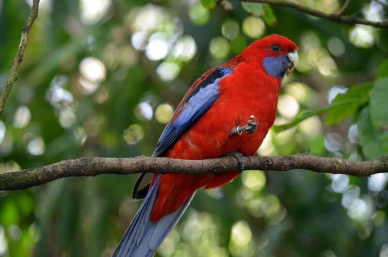 From Melbourne: Dandenong Ranges Private Day Tour - FAQs