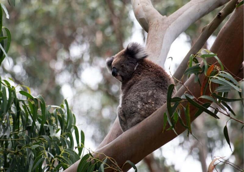 From Melbourne: Great Ocean Road & 12 Apostles Full-Day Tour - The Guide and Group Experience