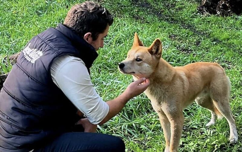 From Melbourne: Great Ocean Road, Dingos, Sparkling & Lunch - A Deep Dive into the Experience