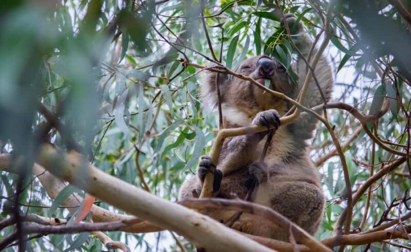From Melbourne: Great Ocean Road Full-Day Guided Trip - What’s Not Included