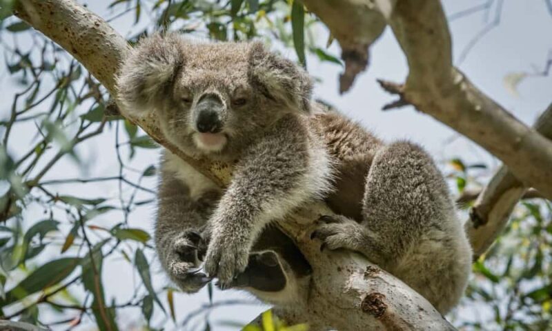 From Melbourne: Great Ocean Road Full-Day Sunset Tour - An In-Depth Look at the Tour Experience