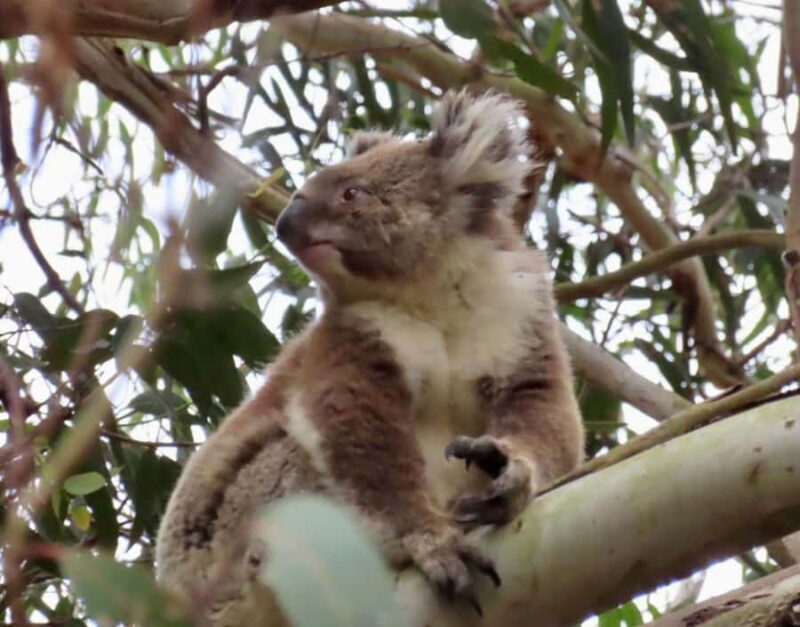 From Melbourne: Great Ocean Road Premium Tour in Reverse - Value and Practicalities
