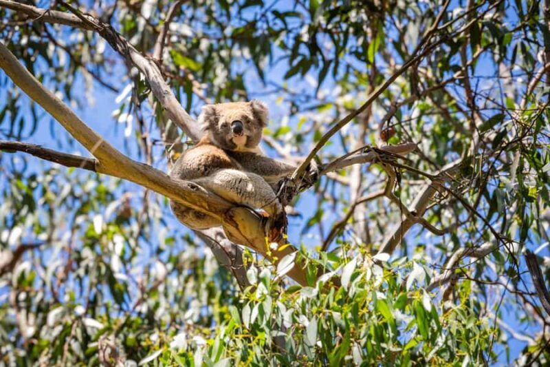 From Melbourne: Great Ocean Road Premium Tour in Reverse - The Sum Up