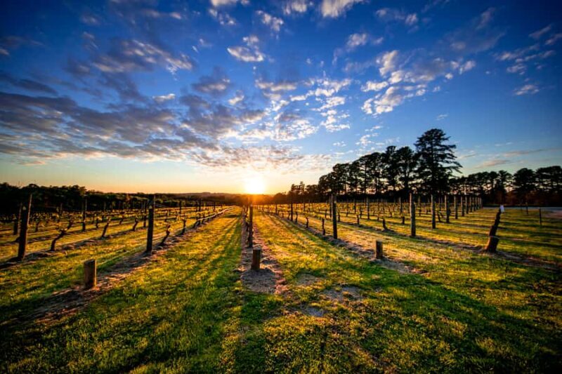 From Melbourne: Mornington Peninsula Food & Wine Taste Trail - Who Will Love This Experience?