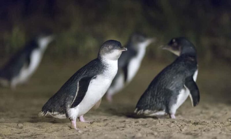 From Melbourne: Penguin Parade Afternoon Tour - Key Points