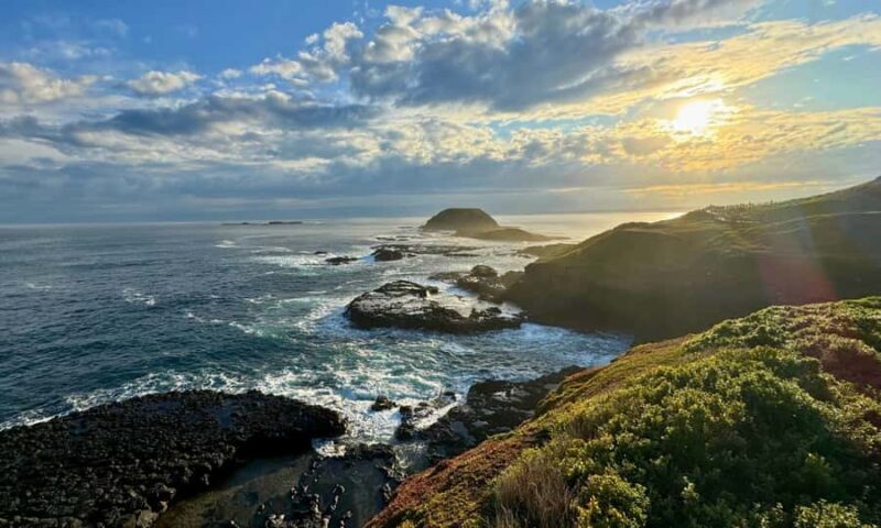 From Melbourne: Penguin Parade Afternoon Tour - The Value of This Tour