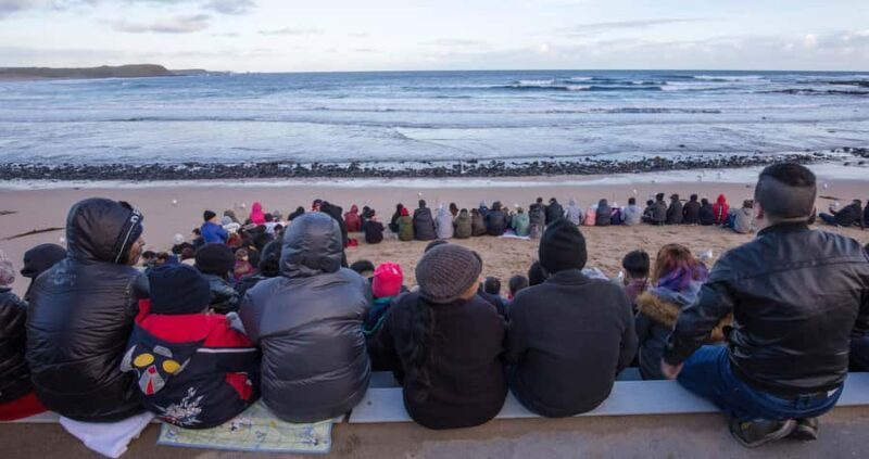 From Melbourne: Penguin Parade, Koalas & Kangaroos - Key Points