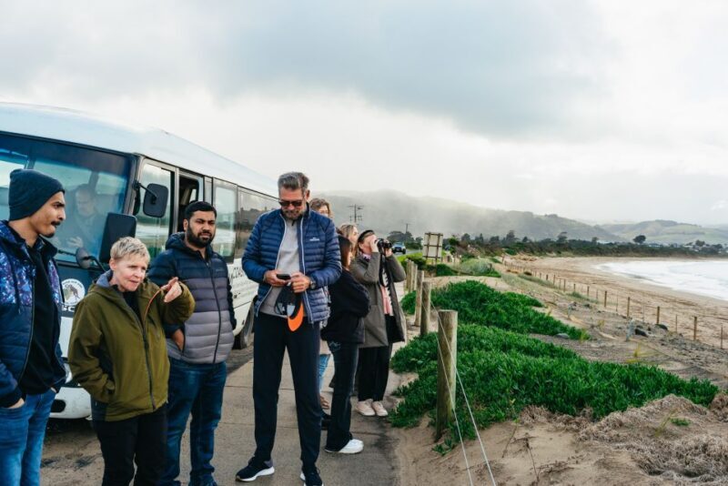 From Melbourne: Penguin Parade, Koalas & Kangaroos - The Verdict: Who Should Take This Tour?