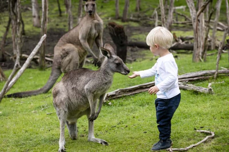 From Melbourne: Penguin Parade, Koalas & Kangaroos - FAQ