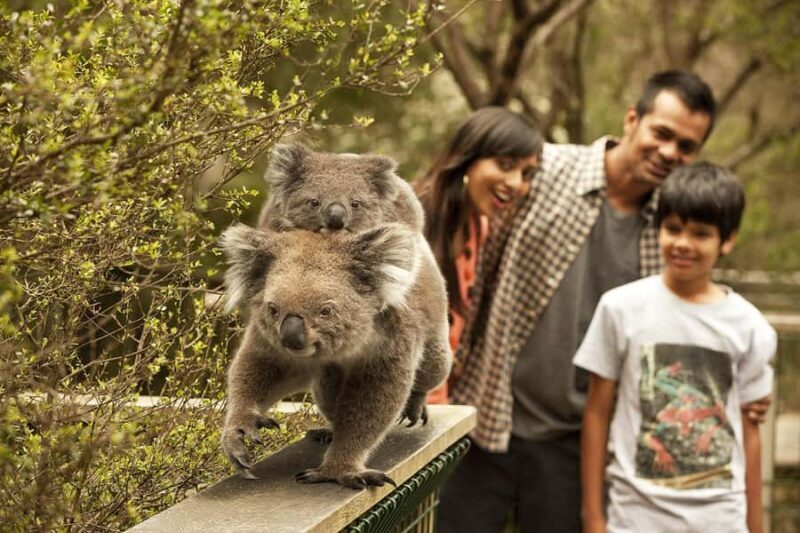 From Melbourne: Phillip Is Penguin Parade & Koala Reserve - Who Will Enjoy This Tour?