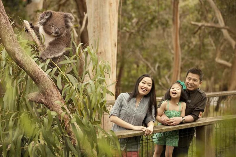 From Melbourne: Phillip Is Penguin Parade & Koala Reserve - FAQ