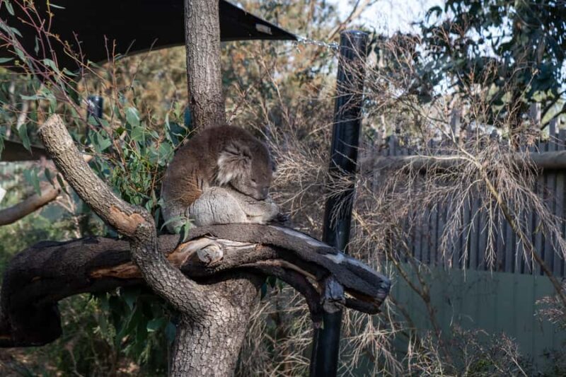 From Melbourne: Phillip Island and Penguin Parade Day Tour - Key Points