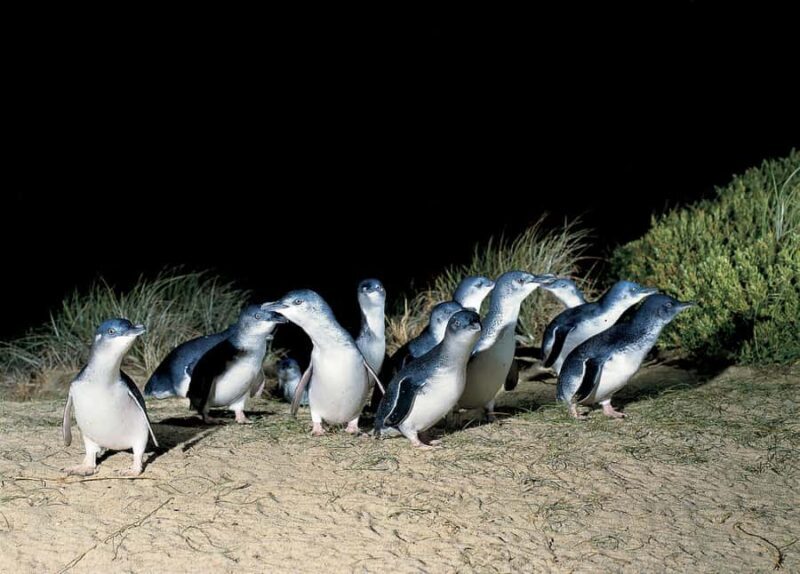 From Melbourne: Phillip Island and Penguin Parade Day Tour - A Full-Day Wildlife Adventure with Scenic Highlights