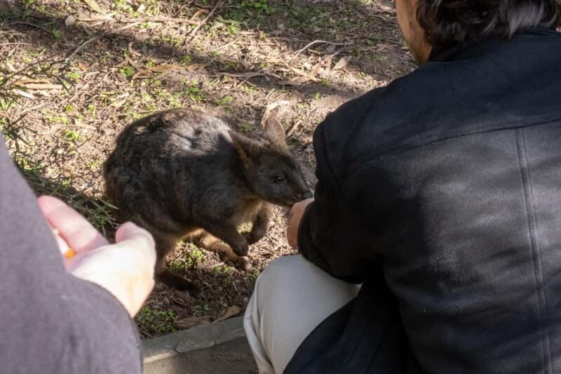 From Melbourne: Phillip Island and Penguin Parade Day Tour - The Value and Practicalities