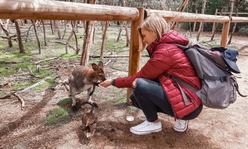 From Melbourne: Phillip Island Penguin Parade Eco Tour - Key Points