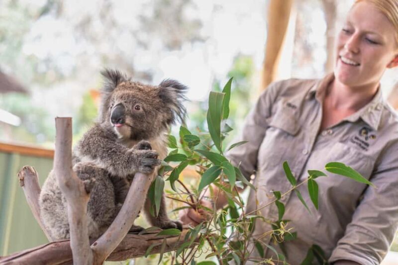 From Melbourne: Phillip Island Penguin Parade Eco Tour - The Penguin Parade: The Star Attraction