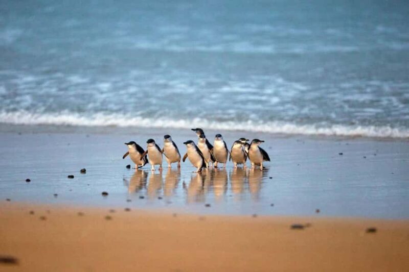From Melbourne: Phillip Island Penguin Parade & Koalas Tour - Key Points