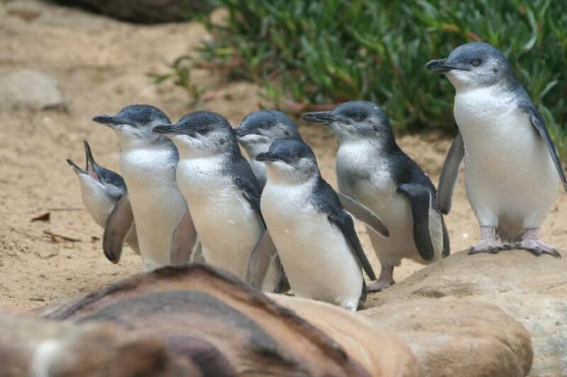 From Melbourne: Phillip Island Penguin Parade & Koalas Tour - FAQ