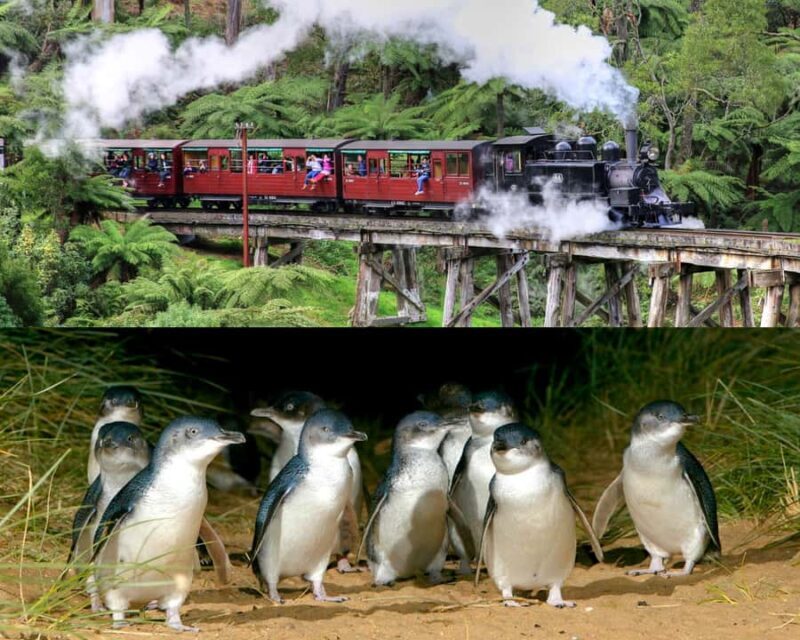 From Melbourne: Puffing Billy and Penguin Parade Combo Tour - What the Tour Includes and What to Consider