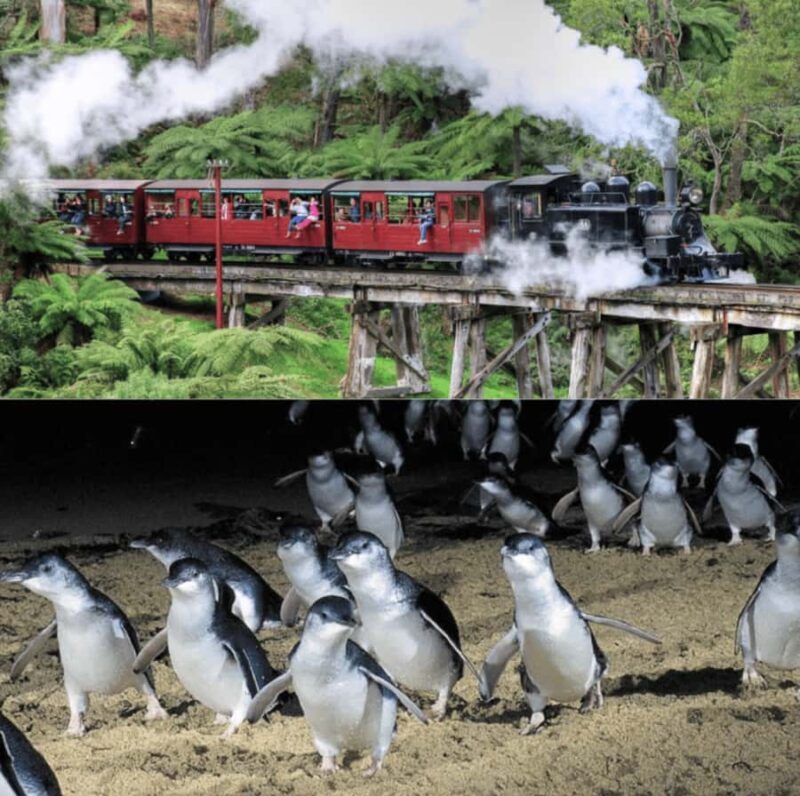 From Melbourne: Puffing Billy and Penguin Parade Combo Tour - Authentic Experiences and Authentic Guides