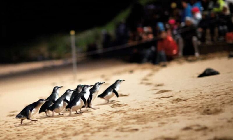 From Melbourne: Puffing Billy & Penguins Combo Tour Package - What Makes This Tour Stand Out?