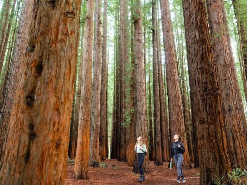 From Melbourne: Redwoods Forest & Yarra Valley Wine Tour - Who Should Consider This Tour?